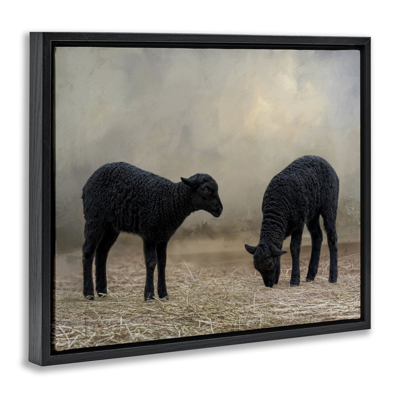 "Black Sheep Grazing Gray", art mural sur toile flottante par Kelley Parker, Cadre flottant noir de jais, H 17 po x l 21 po