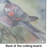 Pigeon Glass Cutting Board