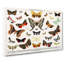 Butterflies & Moths by - Wrapped Canvas-55362793