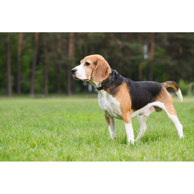 Beagle debout - Photographie sur toile tendue, L 12 po x H 8 po
