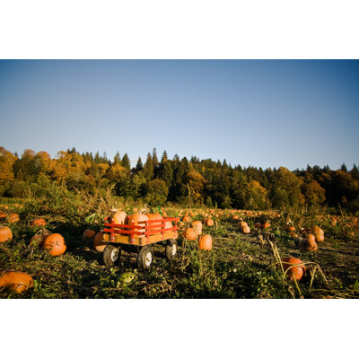 Pumpkins by Arekmalang - Wrapped Canvas Print