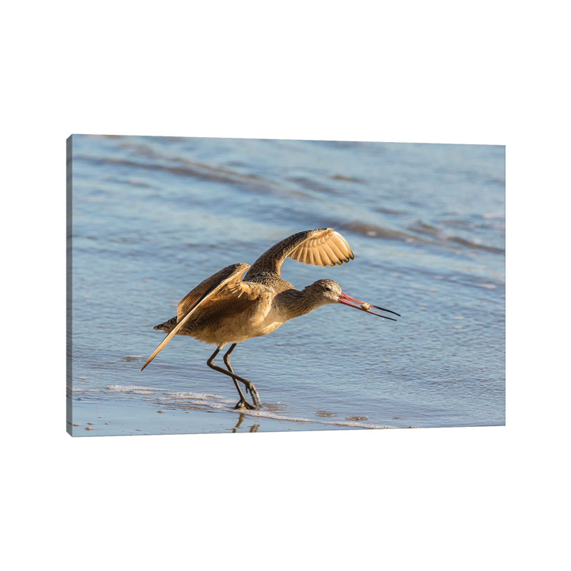 Usa, California, San Luis Obispo County. Marbled Godwit Taking Flight with Food. 1 Piece Wrapped Canvas Wall Art