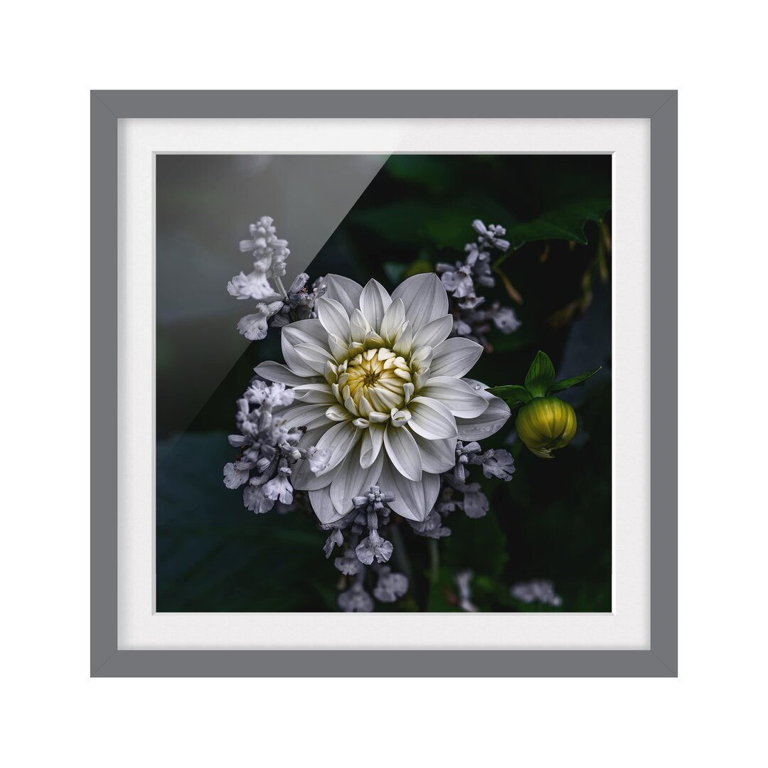 Gerahmtes Poster White Dahlia