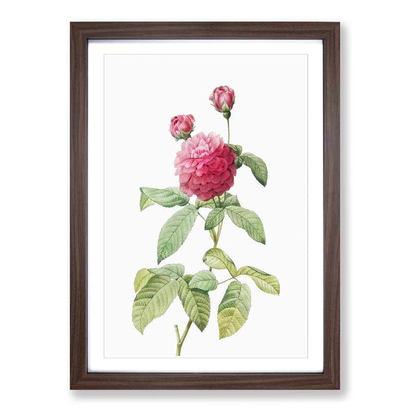 Pink Agatha Rose by Pierre-Joseph Redoute - Picture Frame Painting Print, Walnut Framed, 65cm H x 48cm W x 2cm D