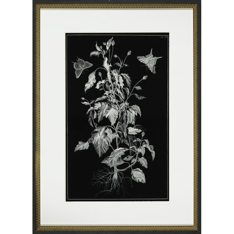 Butterfly Botanical II - cadre photo, impression