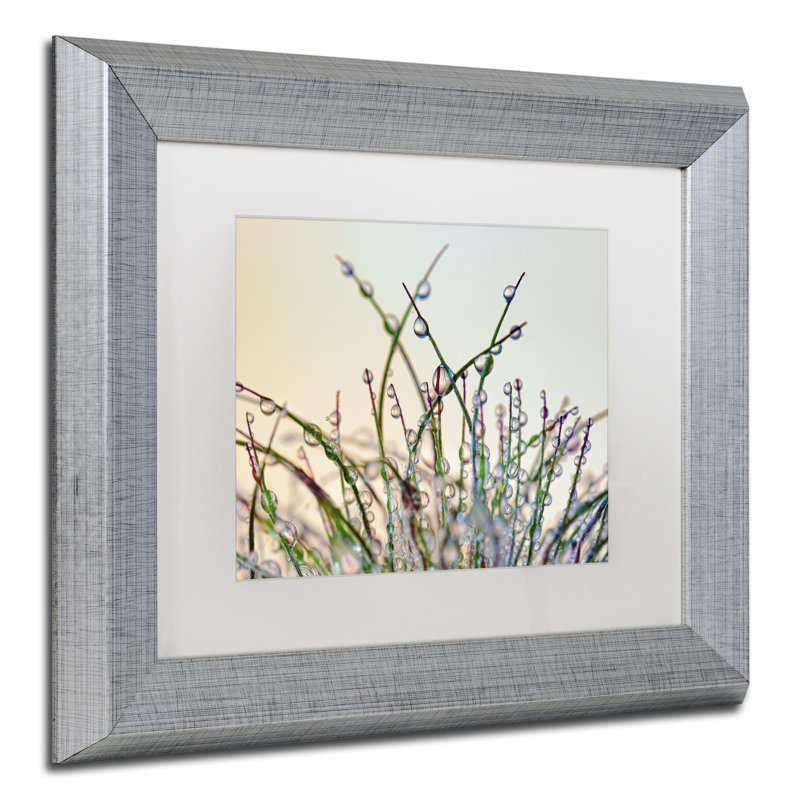«Dewy Grass», reproduction de photo sur toile encadrée, H 11 po x l 14 po x P 0,5 po, argent