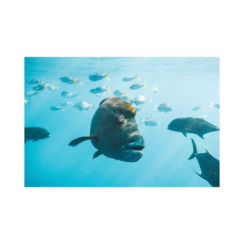 Maori Wrasse Underwater Nature Fish Reef by James Vodicka - Wrapped Canvas Gallery-Wrapped Canvas Giclée