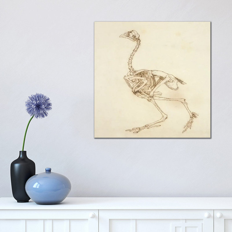 Dorking Hen Skeleton, Lateral View by George Stubbs - Wrapped Canvas Print, 45.72 cm H x 45.72 cm W
