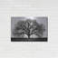 «The Tree» par John Jones-1754894808