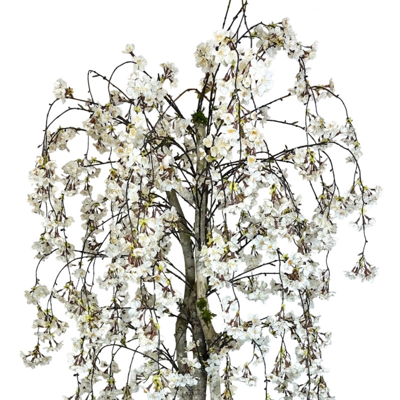 Faux Cherry Blossom Tree in Fiberstone Planter, 72" H x 34" W x 11.50" D