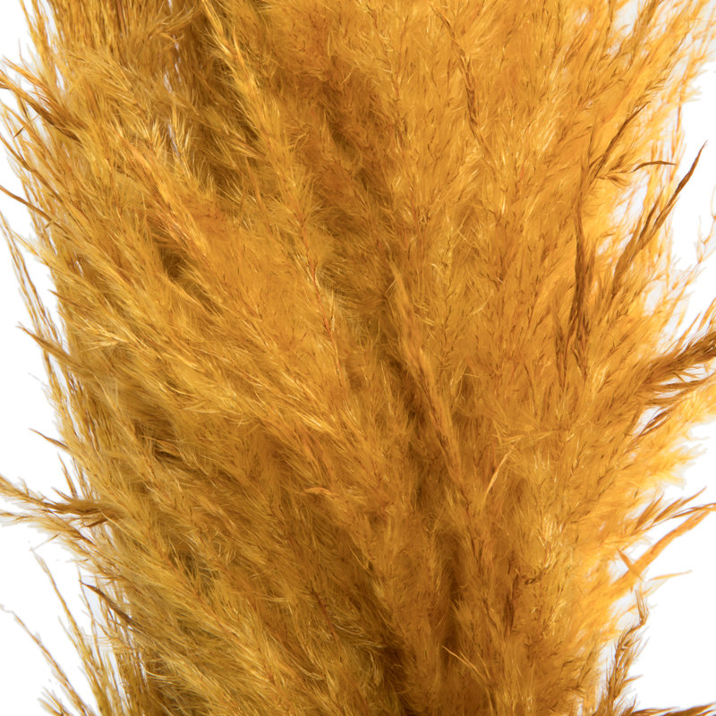 46" Dried Pampas Grass, Aspen Gold