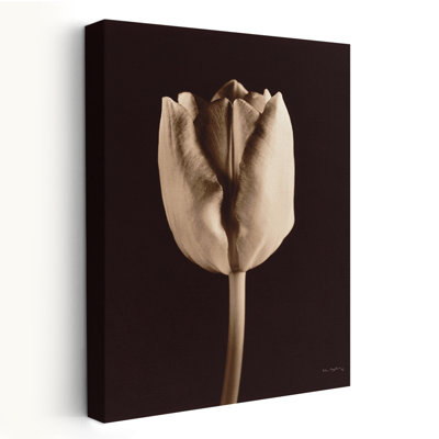 Modern And Contemporary Tulip