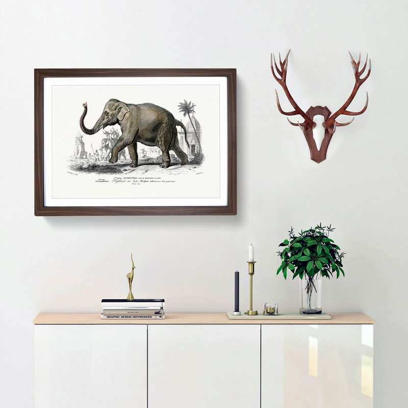 Asian Elephant by Charles D' Orbigny - Single Picture Frame Painting, 45cm H x 63cm W x 2cm D, Walnut