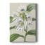 Toile tendue avec châssis Orchid Blooms III-401719377