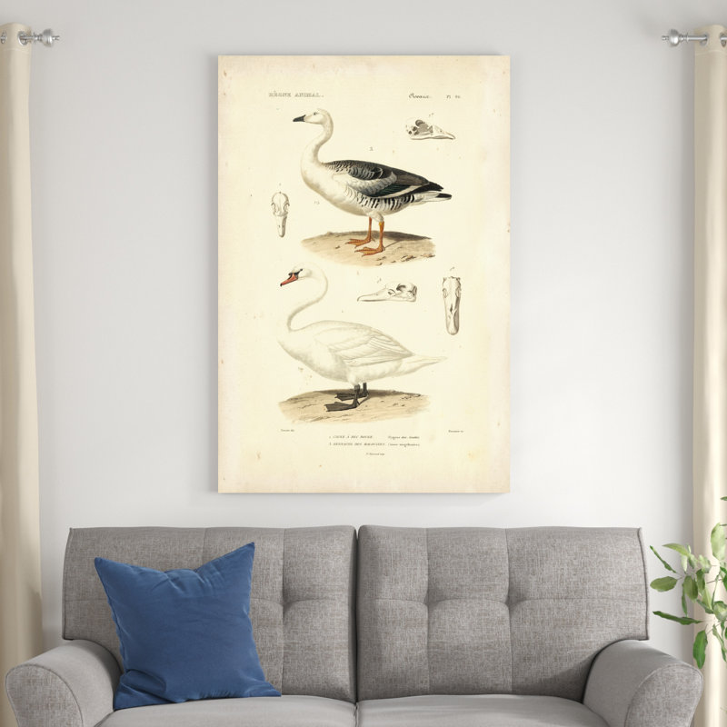 Étude de cygne antique, H 48 po x l 32 po x P 1,25 po