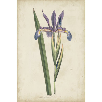 Lavender Curtis Botanicals III - Painting Print