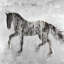 Silhouette de cheval brun - toile noire d'animaux de ferme