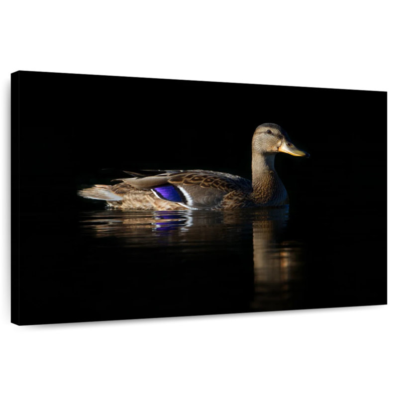 Canard colvert Brampt, H 24 po x l 36 po