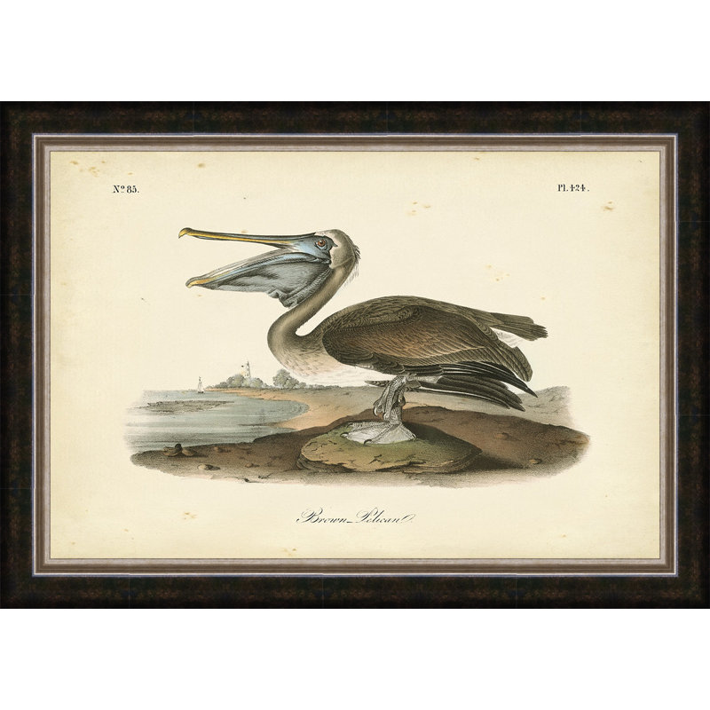 " Audubon " Print