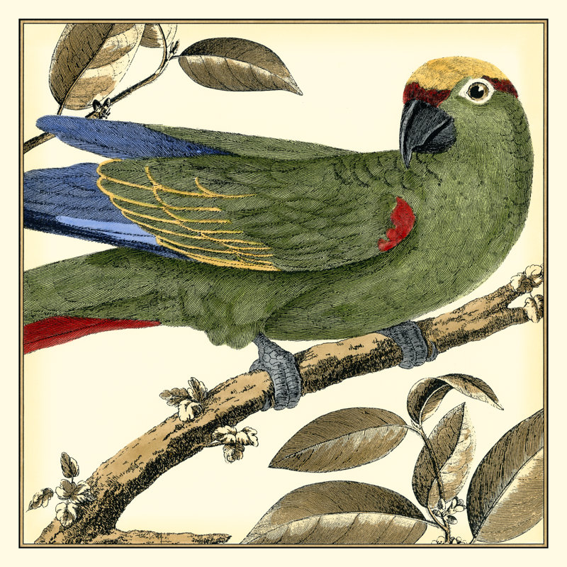 Tropical Parrot I by Martinet - Wrapped Canvas Art Prints, 76cm H x 76cm W x 3.8cm D
