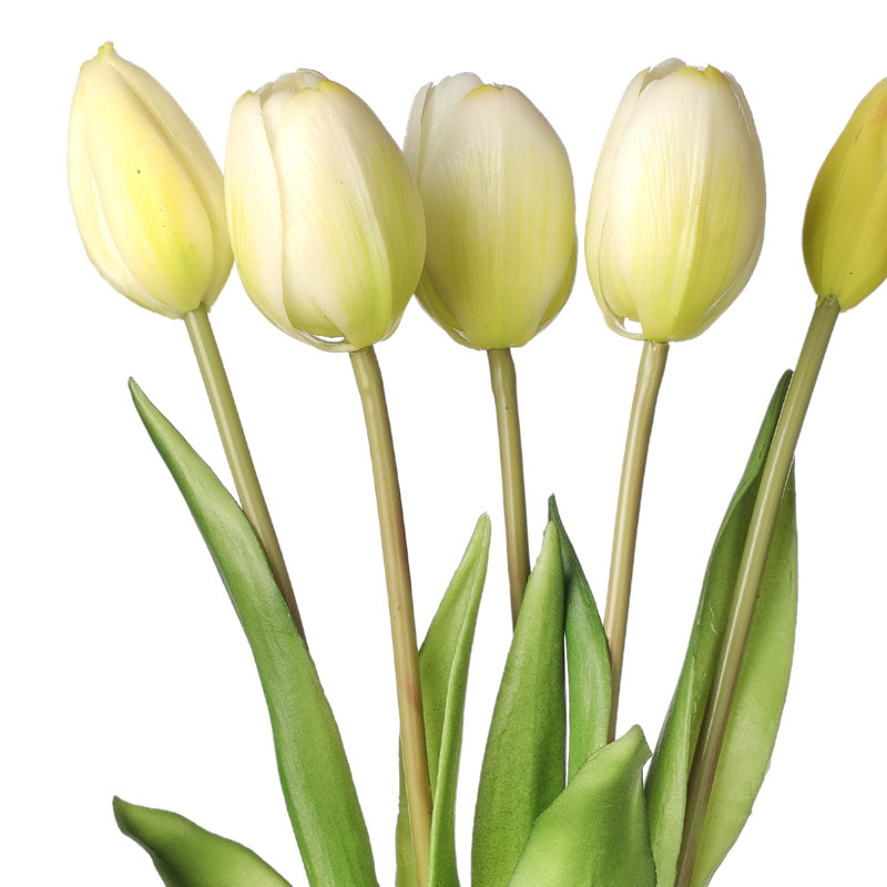 Tige de tulipe douce au toucher, Blanc