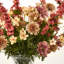 Autumn Wildflower Bouquet - Rust Larkspur, Cafe Au Latte, Pom Pom & Mauve Cosmos in Glass Urn Water Illusion Arrangement