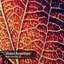 Rideau de douche Autumn Autumn-1964263624