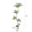 Grand arbre jacaranda artificiel AdFT de 7 pi dans un pot à fleurs blanc, faux arbre, plante artificielle - feuilles vertes réalistes, arbre de sol moderne - Home Decor