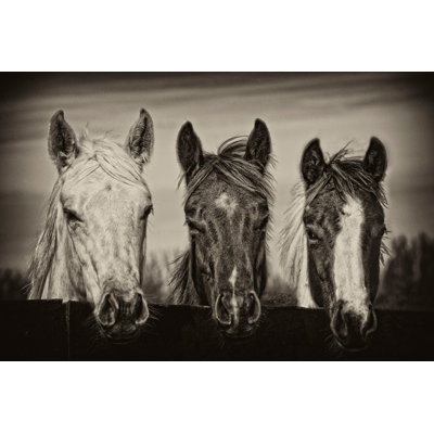 "Three Amigos I" Print on Wrapped Canvas