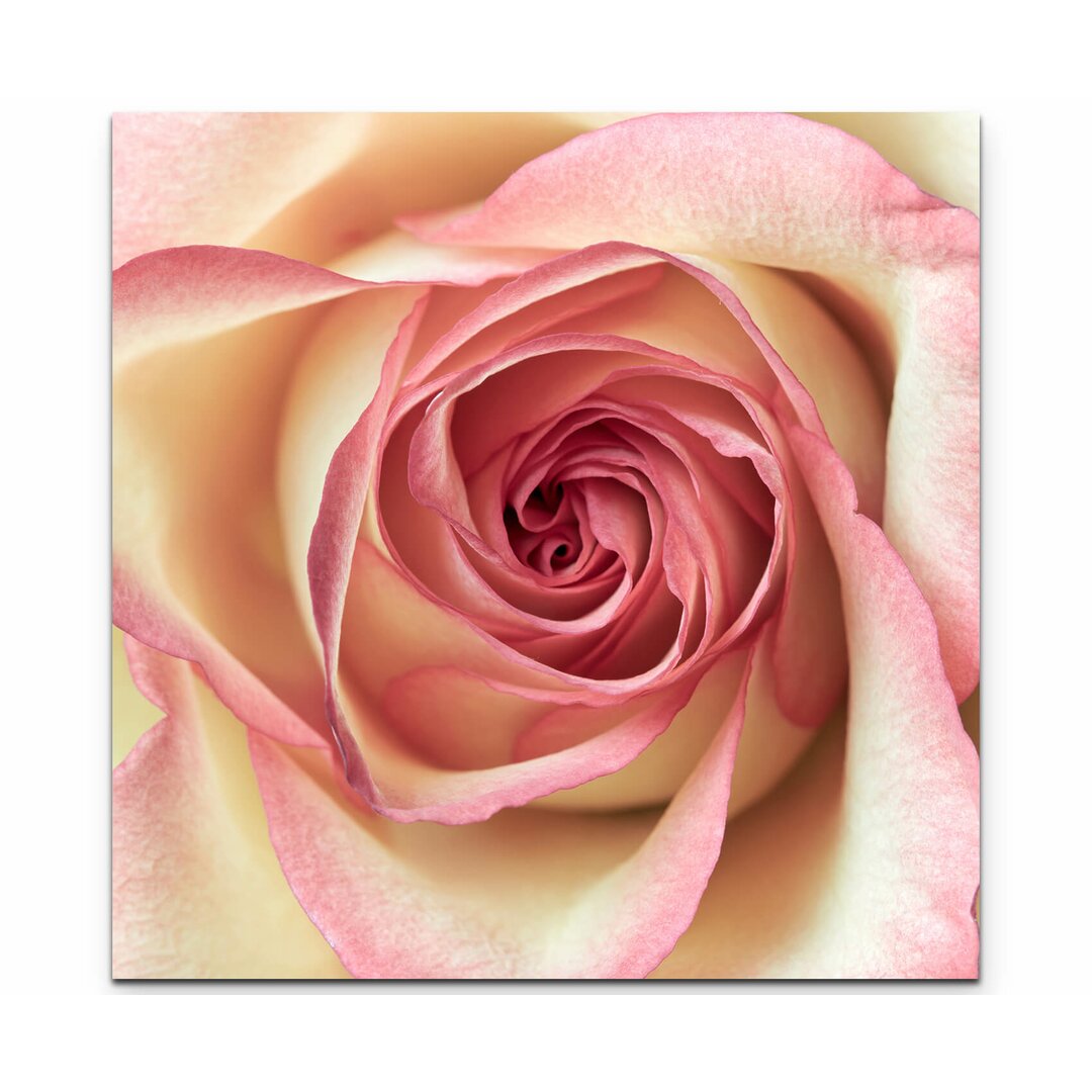 Leinwandbild Pinke Rose Nahaufnahme