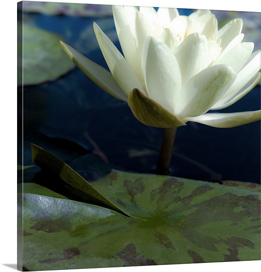 « water lilies ii » par jennifer broussard, reproduction de photo sur toile, H 30 po x l 30 po x P 1,25 po