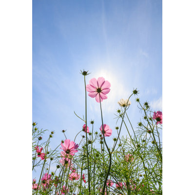" Cosmos Flowers " by Jat306