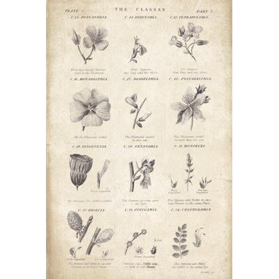 Conversations on Botany 10 by Wild Apple Portfolio - Painting Print