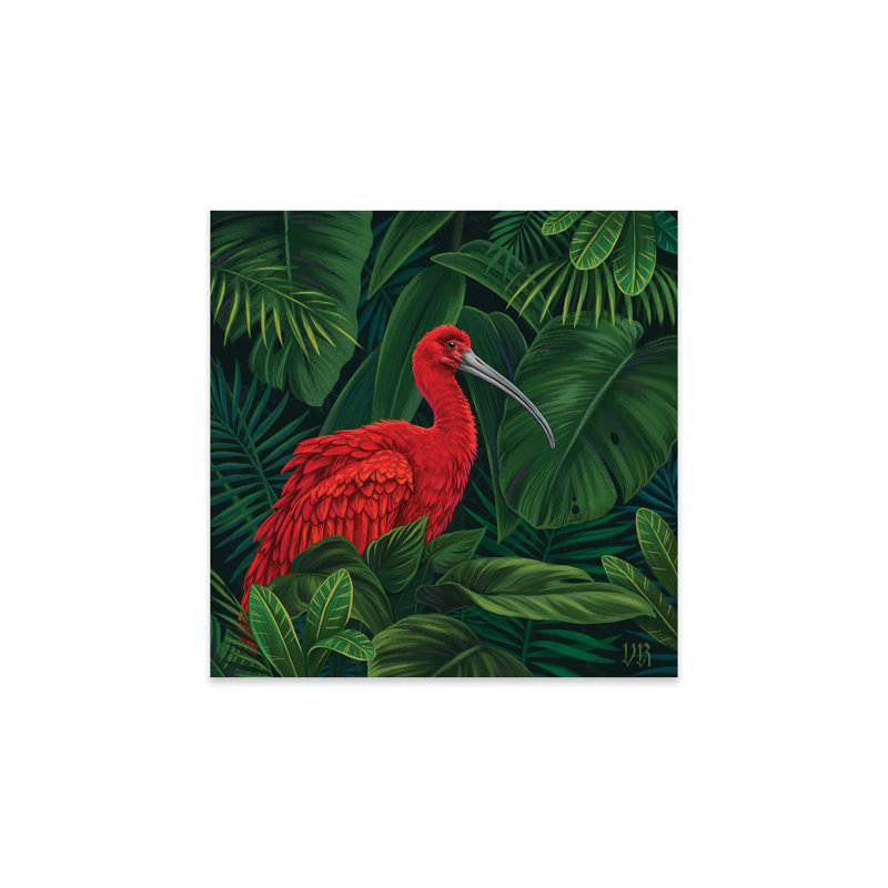 Scarlet ibis sur peinture plastique / acrylique