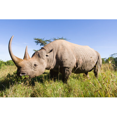 Side View Of A Large Rhinoceros Standing In The Grass - Wrapped Canvas Print
