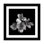 « alstoemeria ii, b&w » par magda indigo, impression sur toile