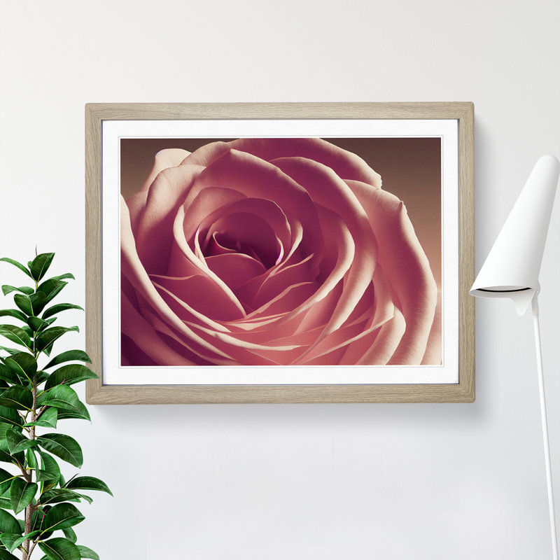 Beguiling Rose Flower - Single Picture Frame Print, Oak Framed, 34cm H x 46cm W x 2cm D