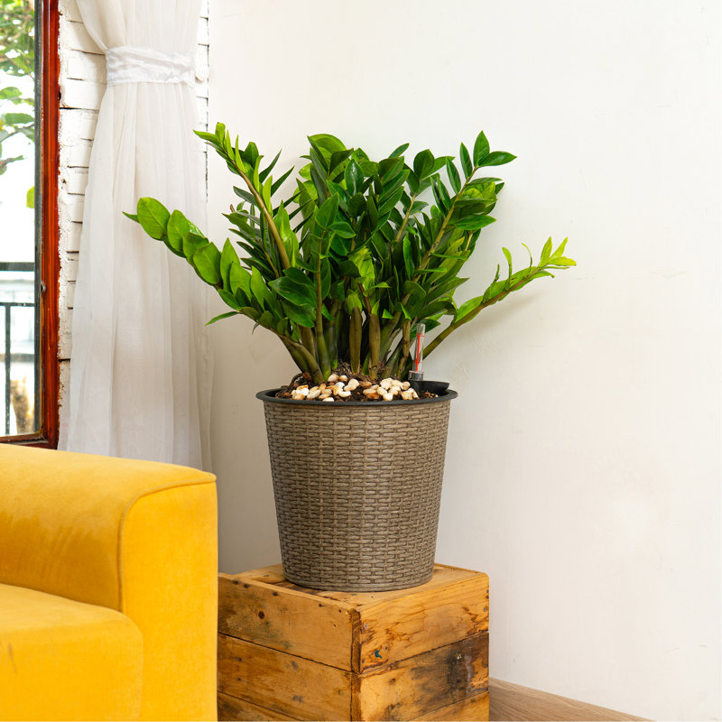 13 In. Gray Self-Watering Planter - Keeps Plants Hydrated, , Simple Installation Hand-Woven Artistry, Frost , Water Level Sensor Included