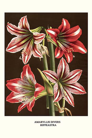 « amaryllis » par louis benoit van houtte, impression, H 42 po x l 28 po x P 1,5 po