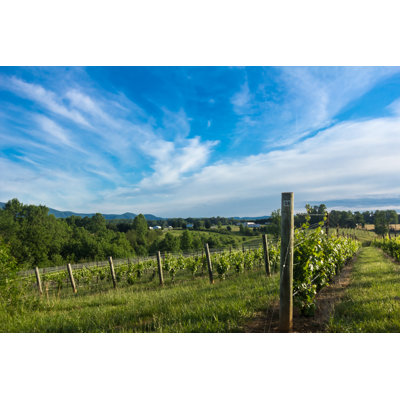 North carolina vineyard 1 Piece Wrapped Canvas Wall Art
