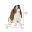 Basset hound chiot