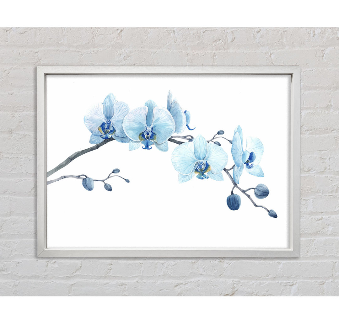 Die blaue Orchideen-Kurve - Druck