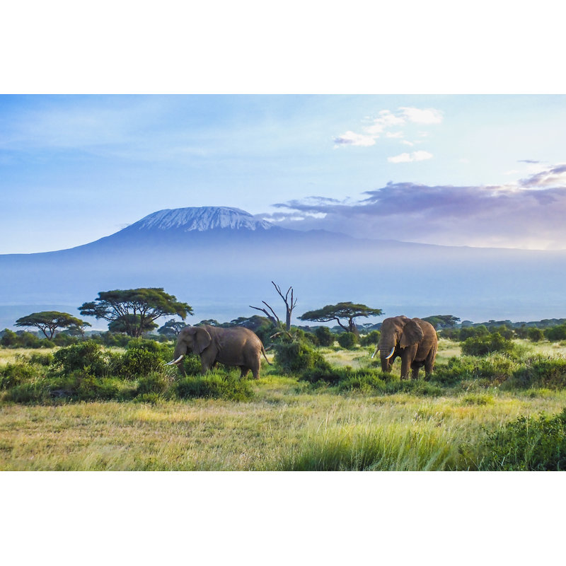 Elephants And Kilimanjaro by Squashedbox - Wrapped Canvas Print, 20cm H x 30cm W