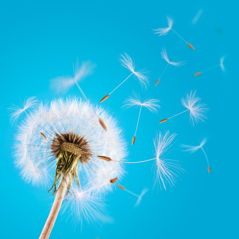 Dandelion Seeds Blown Away in the Blue Clear Sky - Photographie sur toile tendue, H 12 po x l 12 po