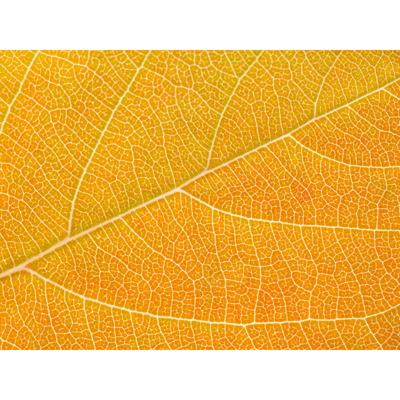 Feuille d'automne par Philippe Moisoux - impression, H 25 po x l 33 po, Toile avec cadre noir