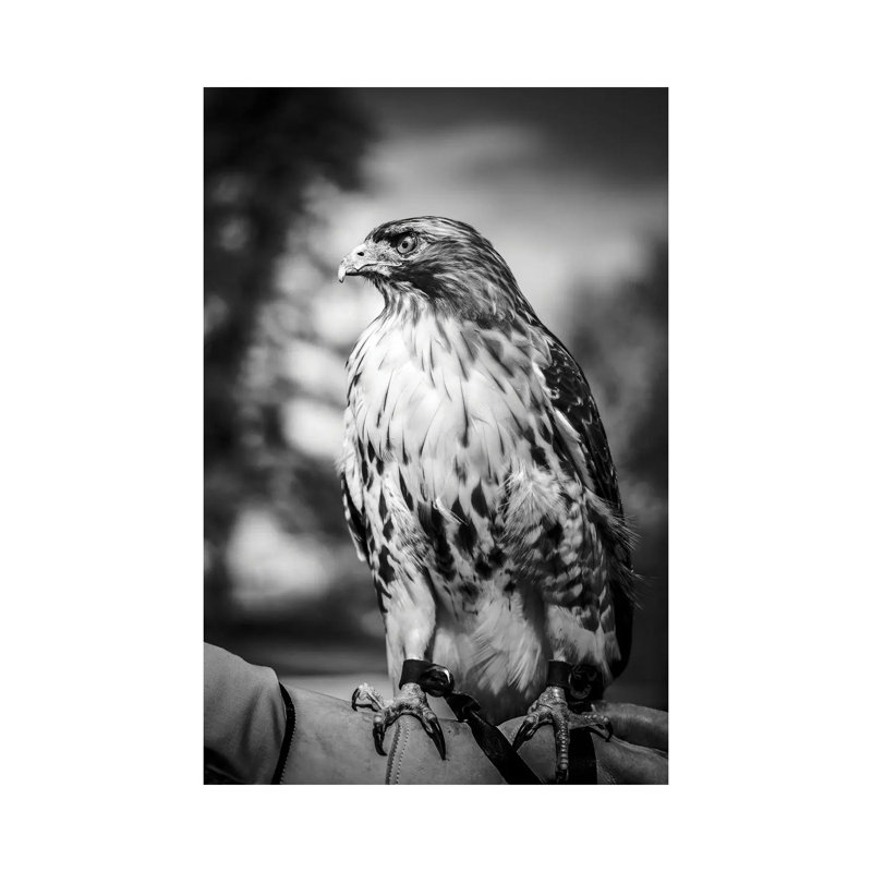 Portrait de faucon chasseur, H 12 po x l 8 po x P 0,75 po