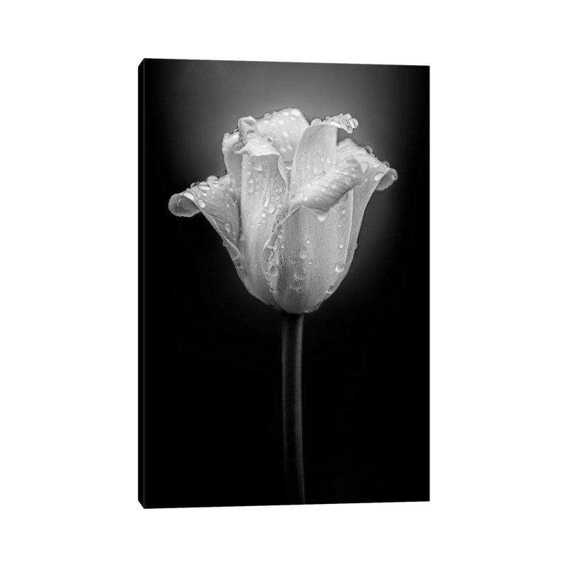 Tulip Water Drops by Nik Rave - Wrapped Canvas Gallery-Wrapped Canvas Giclée, 101.6 cm H x 66.04 cm W