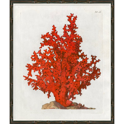 Red Coral I Giclee Print