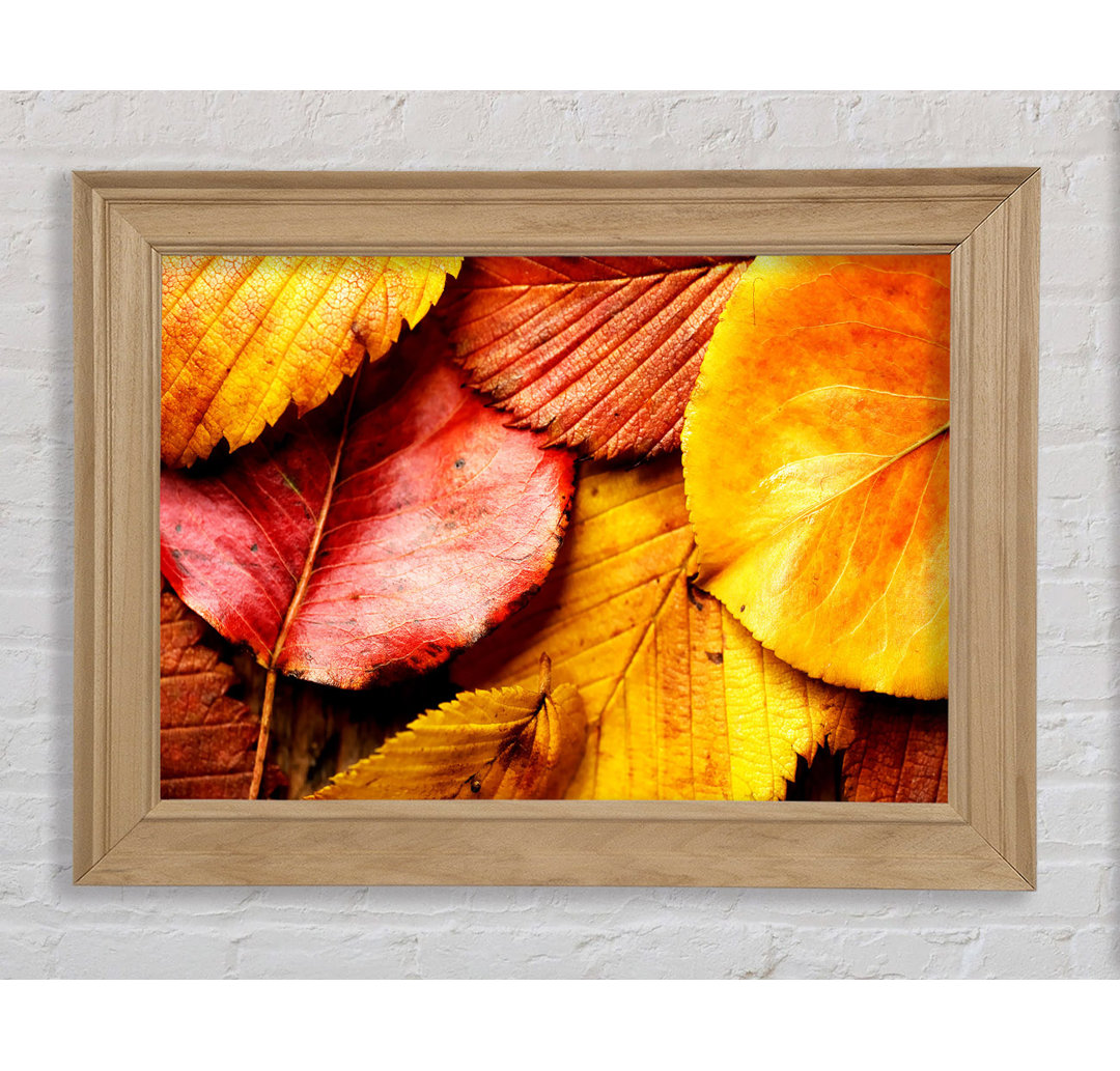 Beautiful Autumn Leaves - Bilderrahmen Kunstdrucke