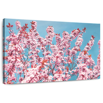 Harnek superbe fleur de cerisier au Japon